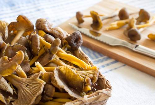 chanterelles (champignons)