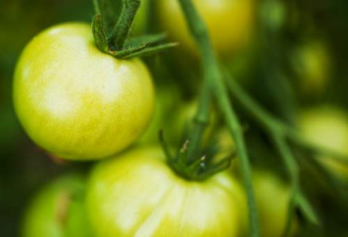 tomates vertes