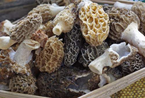 morilles