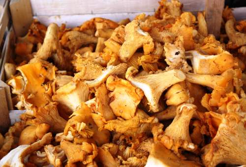 girolles